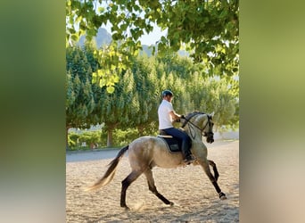 PRE Mix, Wallach, 5 Jahre, 170 cm, Apfelschimmel
