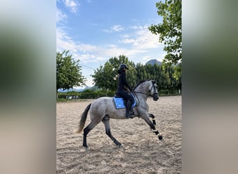 PRE Mix, Wallach, 5 Jahre, 170 cm, Apfelschimmel