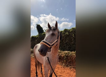 PRE Mix, Wallach, 5 Jahre, 170 cm, Apfelschimmel