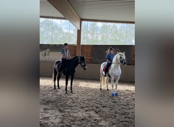 PRE, Wallach, 5 Jahre, 170 cm, Rappschimmel