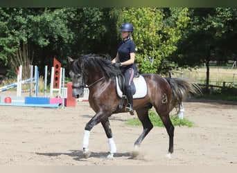 PRE, Wallach, 5 Jahre, 170 cm, Rappschimmel