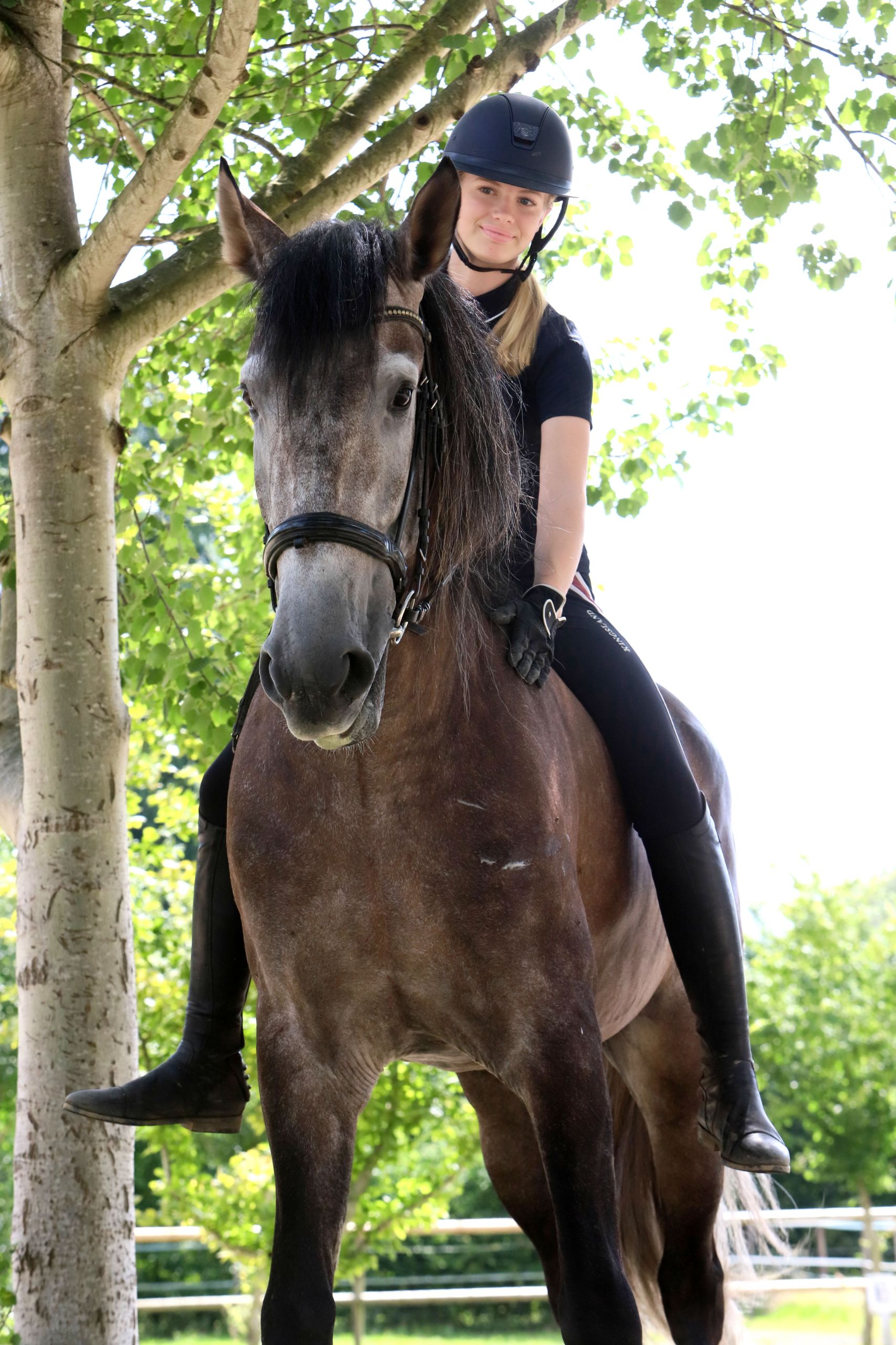 PRE Mix, Wallach, 5 Jahre, 170 cm, Rappschimmel