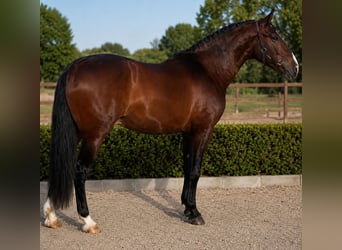 PRE, Wallach, 5 Jahre, 170 cm, Rotbrauner
