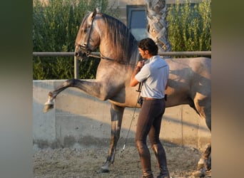 PRE, Wallach, 5 Jahre, 170 cm, Rotschimmel
