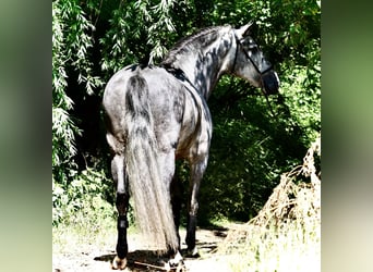 PRE, Wallach, 5 Jahre, 170 cm, Schimmel