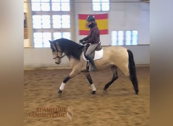 PRE Mix, Wallach, 5 Jahre, 171 cm, Falbe