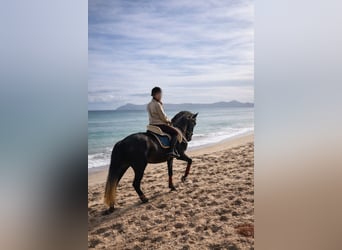 PRE, Wallach, 5 Jahre, 172 cm, Rappschimmel