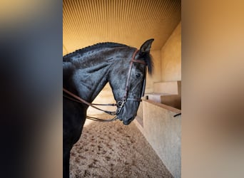 PRE, Wallach, 5 Jahre, 172 cm, Rappschimmel