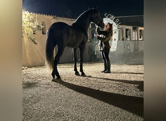 PRE, Wallach, 5 Jahre, 172 cm, Rappschimmel