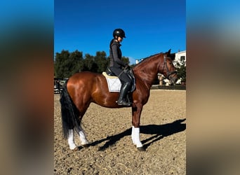 PRE Mix, Wallach, 5 Jahre, 173 cm, Rotbrauner