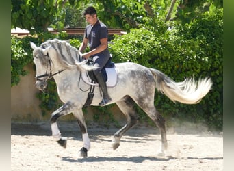 PRE Mix, Wallach, 5 Jahre, 174 cm, Apfelschimmel