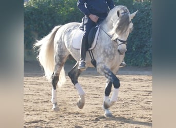 PRE Mix, Wallach, 5 Jahre, 174 cm, Apfelschimmel