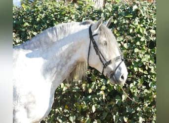 PRE Mix, Wallach, 5 Jahre, 174 cm, Apfelschimmel