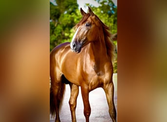 PRE, Wallach, 5 Jahre, 174 cm, Fuchs