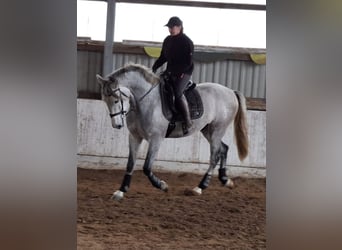 PRE, Wallach, 5 Jahre, 175 cm, Schimmel