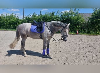 PRE, Wallach, 5 Jahre, 175 cm, Schimmel