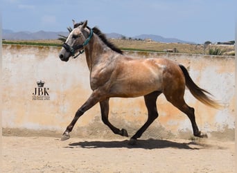 PRE Mix, Wallach, 5 Jahre, Braunfalbschimmel