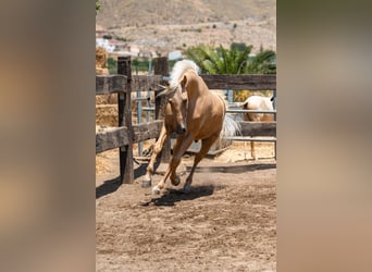PRE, Wallach, 5 Jahre, Palomino