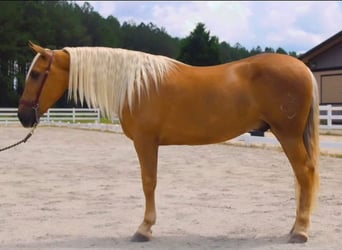 PRE, Wallach, 5 Jahre, Palomino