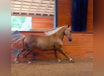 PRE, Wallach, 5 Jahre, Palomino