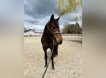 PRE Mix, Wallach, 6 Jahre, 150 cm, Dunkelbrauner