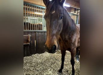 PRE Mix, Wallach, 6 Jahre, 150 cm, Dunkelbrauner