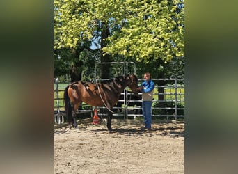 PRE Mix, Wallach, 6 Jahre, 150 cm, Dunkelbrauner
