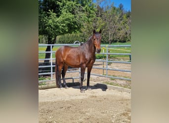 PRE Mix, Wallach, 6 Jahre, 150 cm, Dunkelbrauner