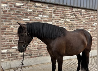 PRE, Wallach, 6 Jahre, 152 cm, Rappe