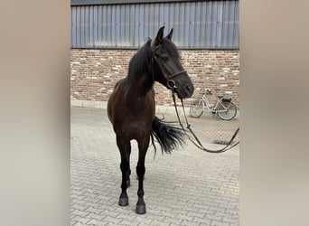PRE, Wallach, 6 Jahre, 152 cm, Rappe