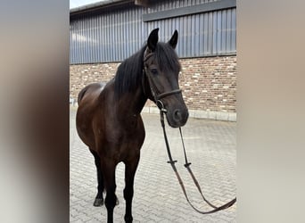 PRE, Wallach, 6 Jahre, 152 cm, Rappe