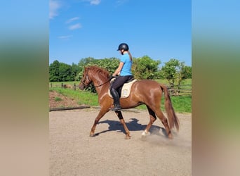PRE Mix, Wallach, 6 Jahre, 153 cm, Fuchs