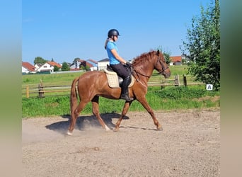 PRE Mix, Wallach, 6 Jahre, 153 cm, Fuchs
