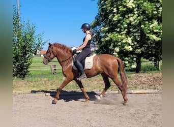 PRE Mix, Wallach, 6 Jahre, 153 cm, Fuchs