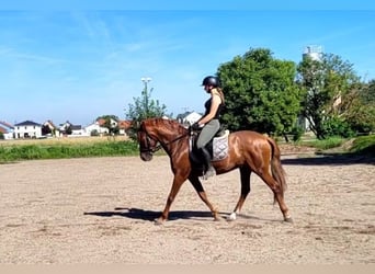 PRE Mix, Wallach, 6 Jahre, 154 cm, Fuchs
