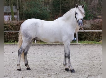 PRE Mix, Wallach, 6 Jahre, 155 cm, Schimmel