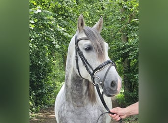 PRE, Wallach, 6 Jahre, 158 cm, Apfelschimmel