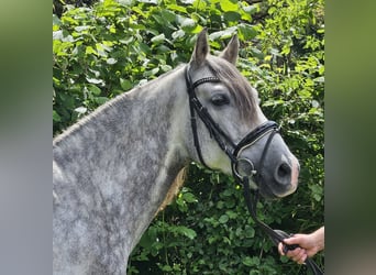 PRE, Wallach, 6 Jahre, 158 cm, Apfelschimmel