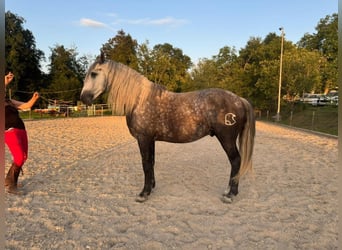 PRE, Wallach, 6 Jahre, 158 cm, Apfelschimmel