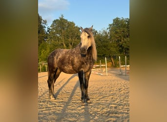PRE, Wallach, 6 Jahre, 158 cm, Apfelschimmel