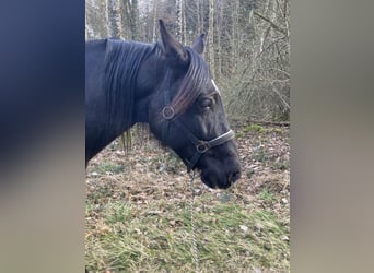 PRE, Wallach, 6 Jahre, 158 cm, Rappe