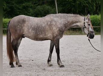 PRE Mix, Wallach, 6 Jahre, 158 cm, Schimmel
