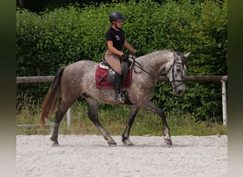 PRE Mix, Wallach, 6 Jahre, 158 cm, Schimmel