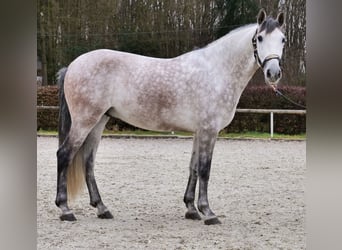 PRE, Wallach, 6 Jahre, 158 cm, Schimmel
