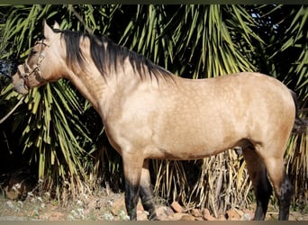 PRE, Wallach, 6 Jahre, 159 cm, Buckskin