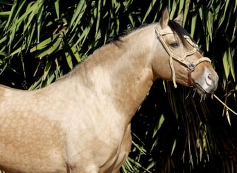 PRE, Wallach, 6 Jahre, 159 cm, Buckskin