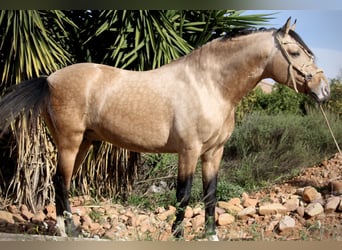 PRE, Wallach, 6 Jahre, 159 cm, Buckskin