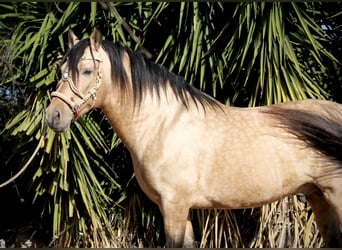 PRE, Wallach, 6 Jahre, 159 cm, Buckskin