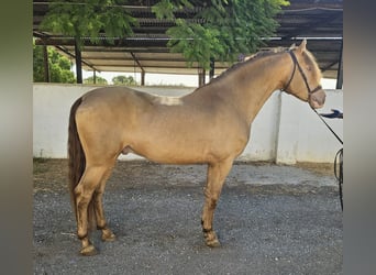 PRE Mix, Wallach, 6 Jahre, 159 cm, Champagne