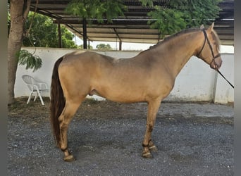 PRE Mix, Wallach, 6 Jahre, 159 cm, Champagne